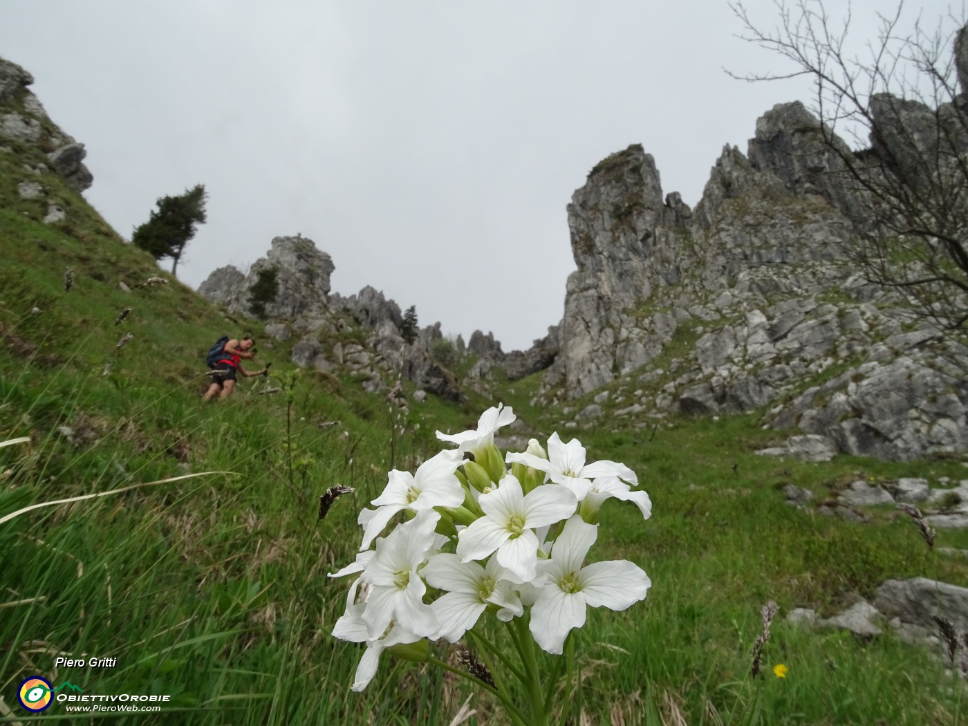 29 Dentaria minore (Cardamine bulbifera).JPG